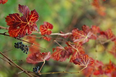 Bozcaada Talay Vineyards Guest House