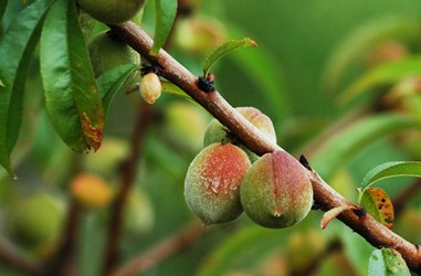 Bozcaada Talay Vineyards Guest House