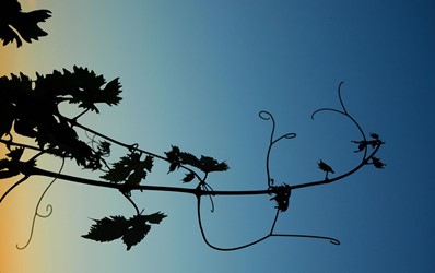 Photos of Bozcaada - Bozcaada Talay Vineyards Guest House