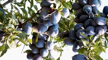 Photos of Bozcaada - Bozcaada Talay Vineyards Guest House