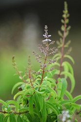 Photos of Bozcaada - Bozcaada Talay Vineyards Guest House