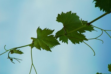 Photos of Bozcaada - Bozcaada Talay Vineyards Guest House