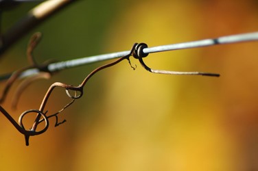 Photos of Bozcaada - Bozcaada Talay Vineyards Guest House