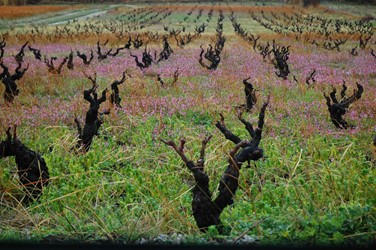 Photos of Bozcaada - Bozcaada Talay Vineyards Guest House