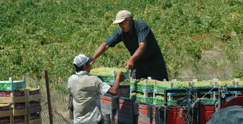 Photos of Bozcaada - Bozcaada Talay Vineyards Guest House