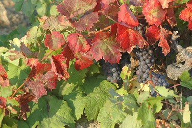 Photos of Bozcaada - Bozcaada Talay Vineyards Guest House