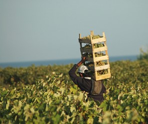 Photos of Bozcaada - Bozcaada Talay Vineyards Guest House
