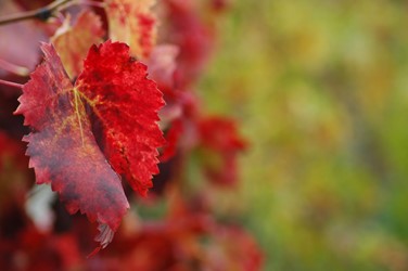 Photos of Bozcaada - Bozcaada Talay Vineyards Guest House