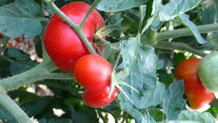 Bozcaada Talay Vineyards Guest House