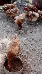 Bozcaada Talay Vineyards Guest House