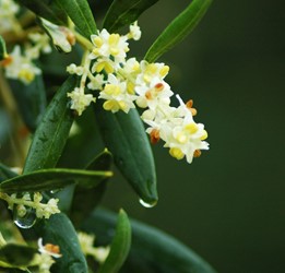 Bozcaada Talay Vineyards Guest House