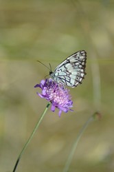 Bozcaada Talay Vineyards Guest House